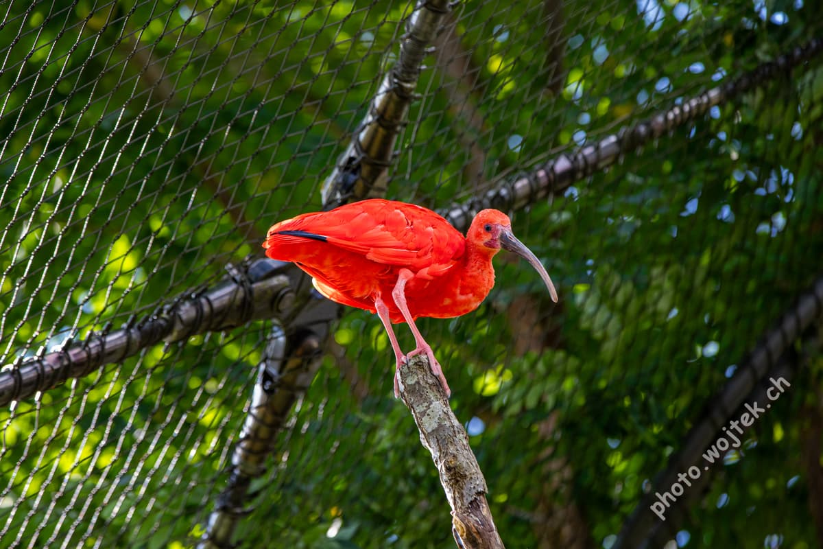 Scarlet Ibis bird Zürich Zoo Switzerland