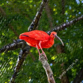 Scarlet Ibis bird Zürich Zoo Switzerland