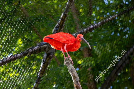 Scarlet Ibis bird Zürich Zoo Switzerland