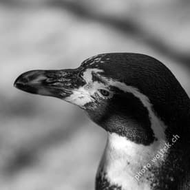 Humboldt Penguin close-up Zürich Zoo Switzerland