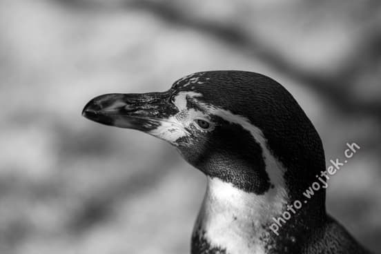 Humboldt Penguin close-up Zürich Zoo Switzerland