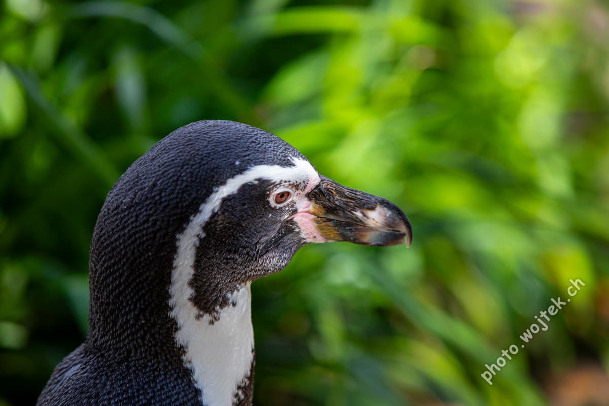 Humboldt Penguin Close-up Zürich Zoo Switzerland