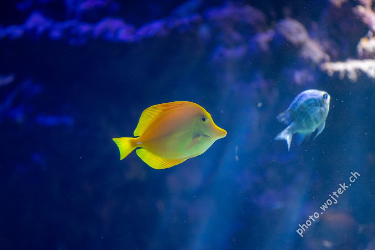 Yellow tang fish Zürich Zoo Switzerland