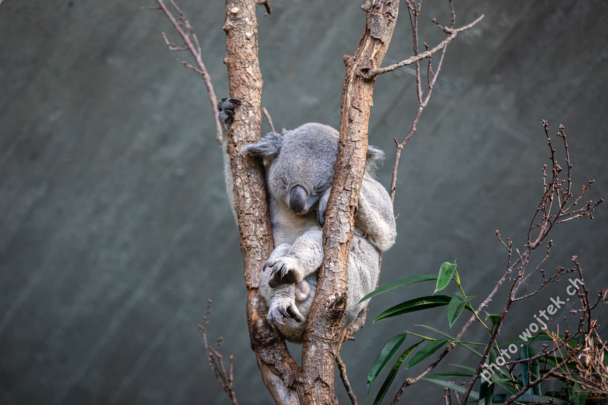 Sleeping koala in tree Zürich Zoo Switzerland