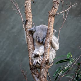 Sleeping koala in tree Zürich Zoo Switzerland