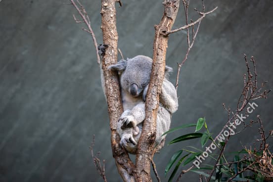 Sleeping koala in tree Zürich Zoo Switzerland