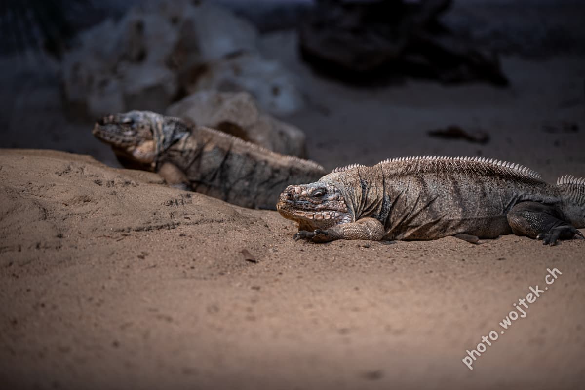 Cuban Rock Iguanas at Zürich Zoo, Switzerland
