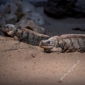 Cuban Rock Iguanas at Zürich Zoo, Switzerland
