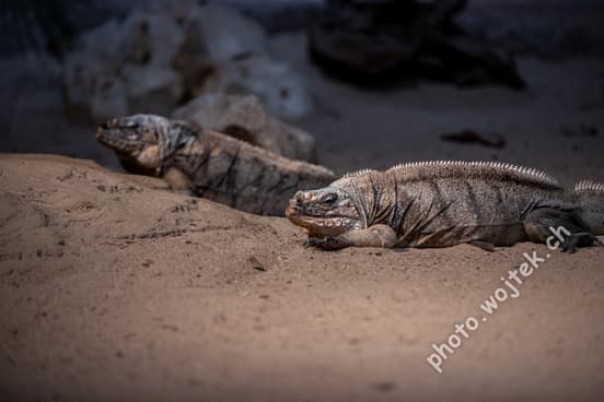 Cuban Rock Iguanas at Zürich Zoo, Switzerland