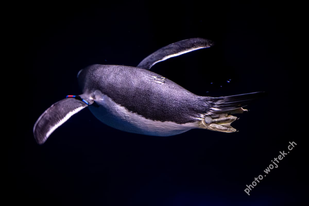 Swimming penguin underwater Zürich Zoo Switzerland