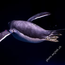 Swimming penguin underwater Zürich Zoo Switzerland