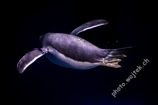 Swimming penguin underwater Zürich Zoo Switzerland