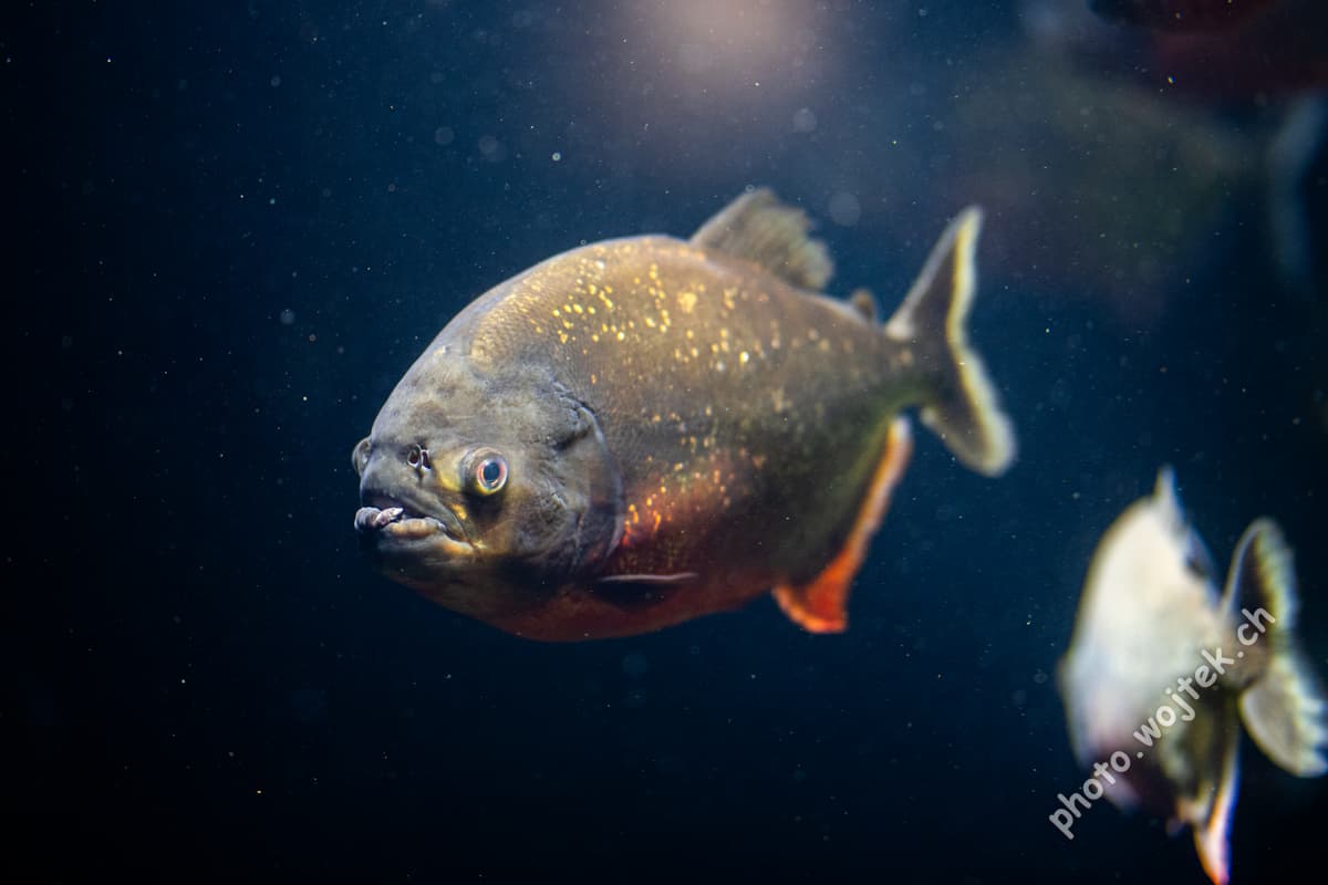 Piranha fish underwater Zürich Zoo Switzerland