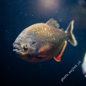 Piranha fish underwater Zürich Zoo Switzerland