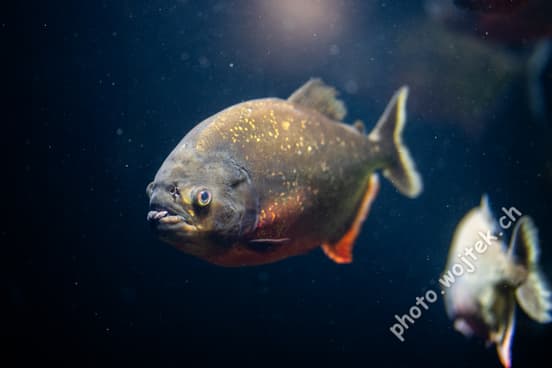 Piranha fish underwater Zürich Zoo Switzerland