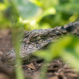 Resting crocodile at Zürich Zoo, Switzerland