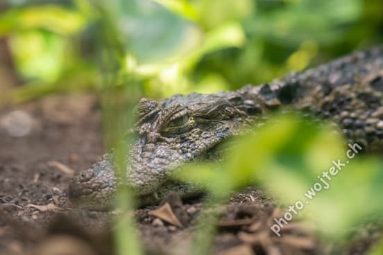 Resting crocodile at Zürich Zoo, Switzerland