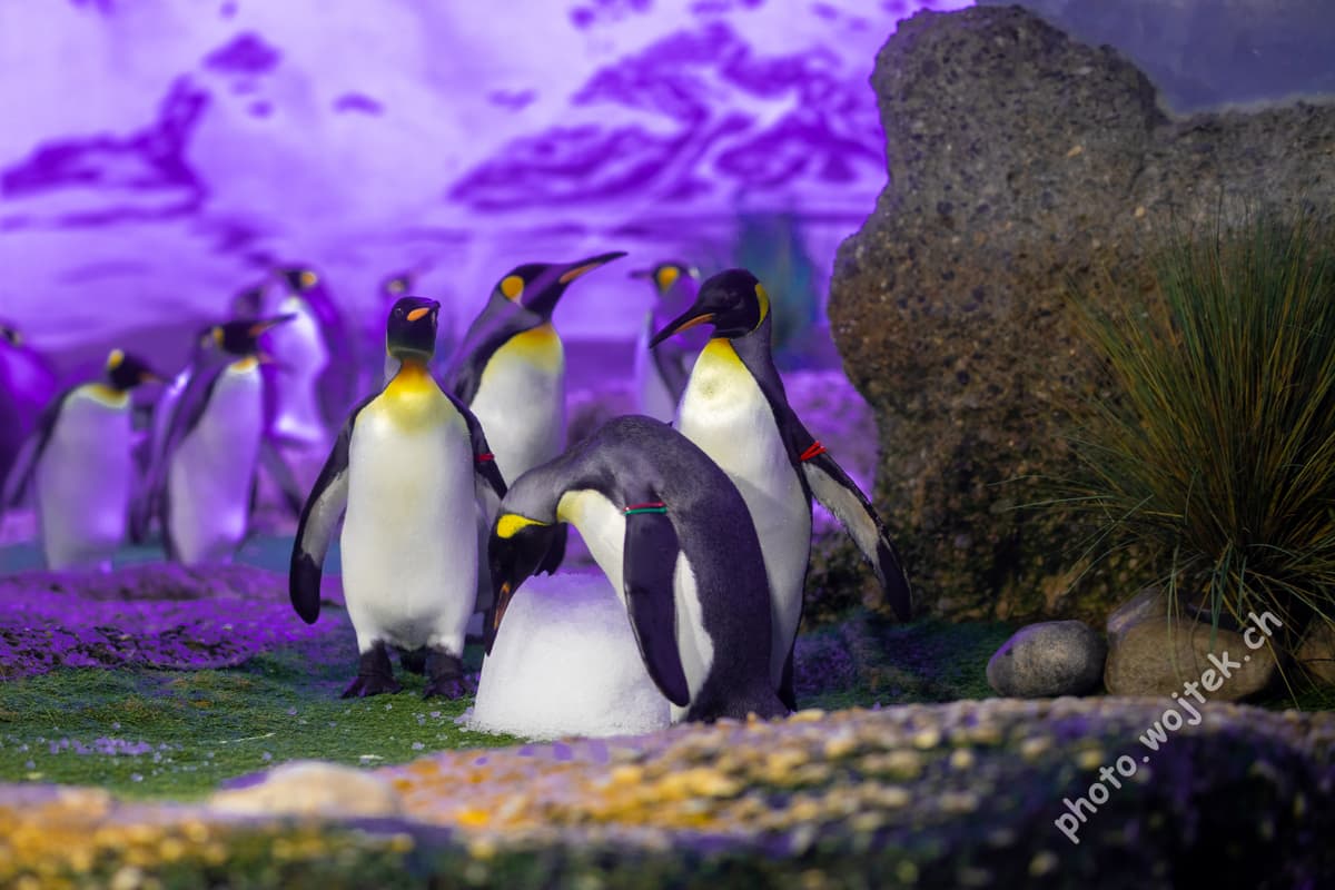 King Penguins at Zürich Zoo, Switzerland