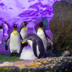 King Penguins at Zürich Zoo, Switzerland