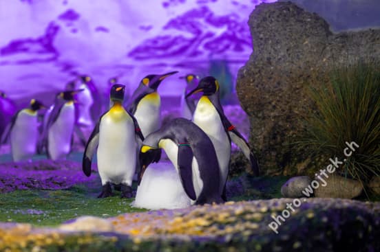 King Penguins at Zürich Zoo, Switzerland