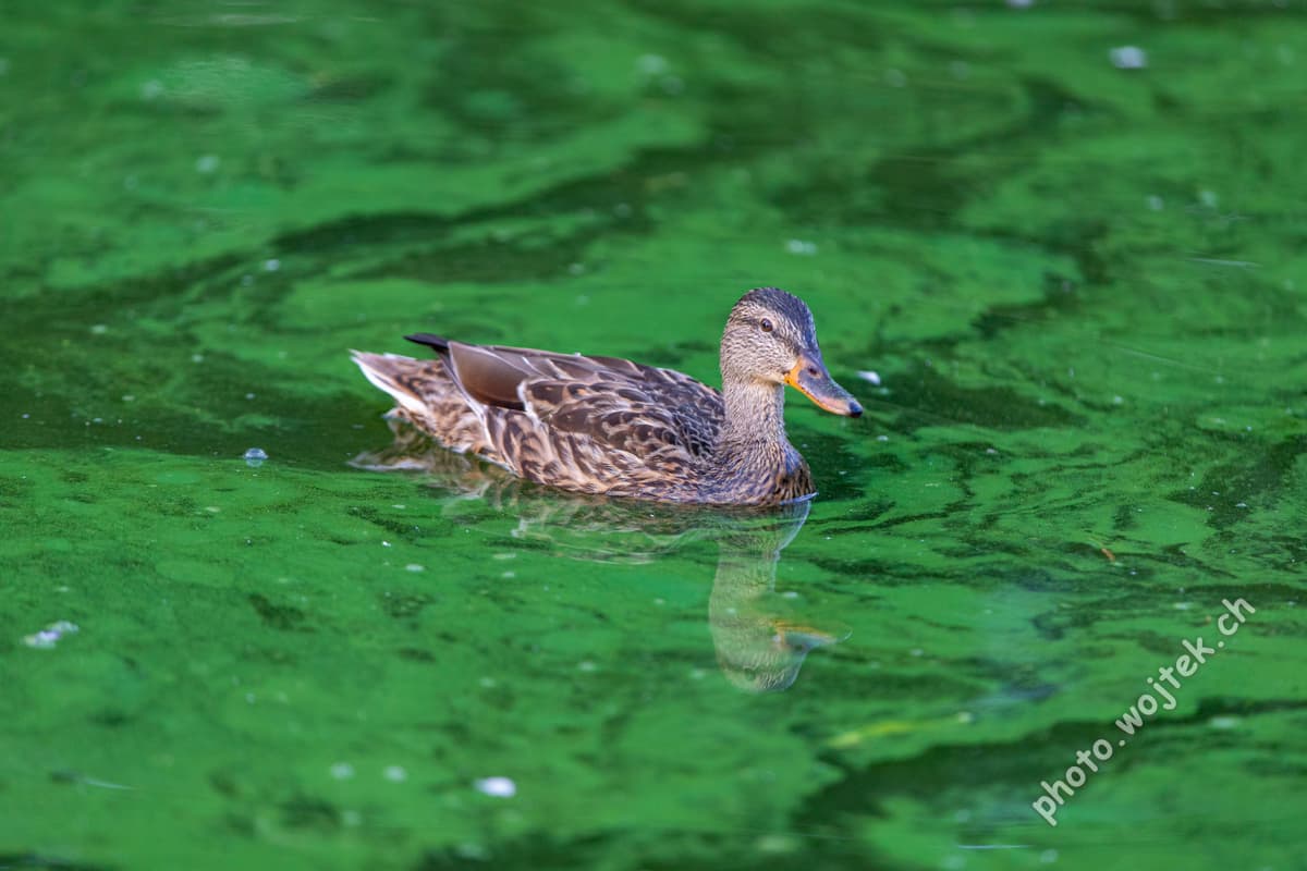 Mallard Duck Swimming in Algae Warsaw Poland