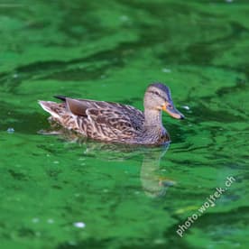 Mallard Duck Swimming in Algae Warsaw Poland