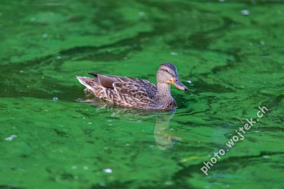 Mallard Duck Swimming in Algae Warsaw Poland