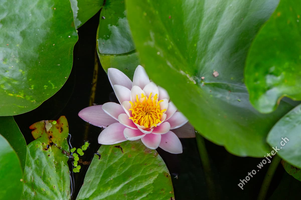 Pink water lily with green leaves Warsaw Poland