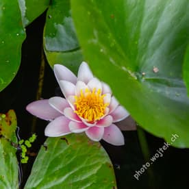 Pink water lily with green leaves Warsaw Poland