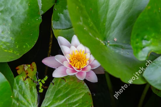 Pink water lily with green leaves Warsaw Poland