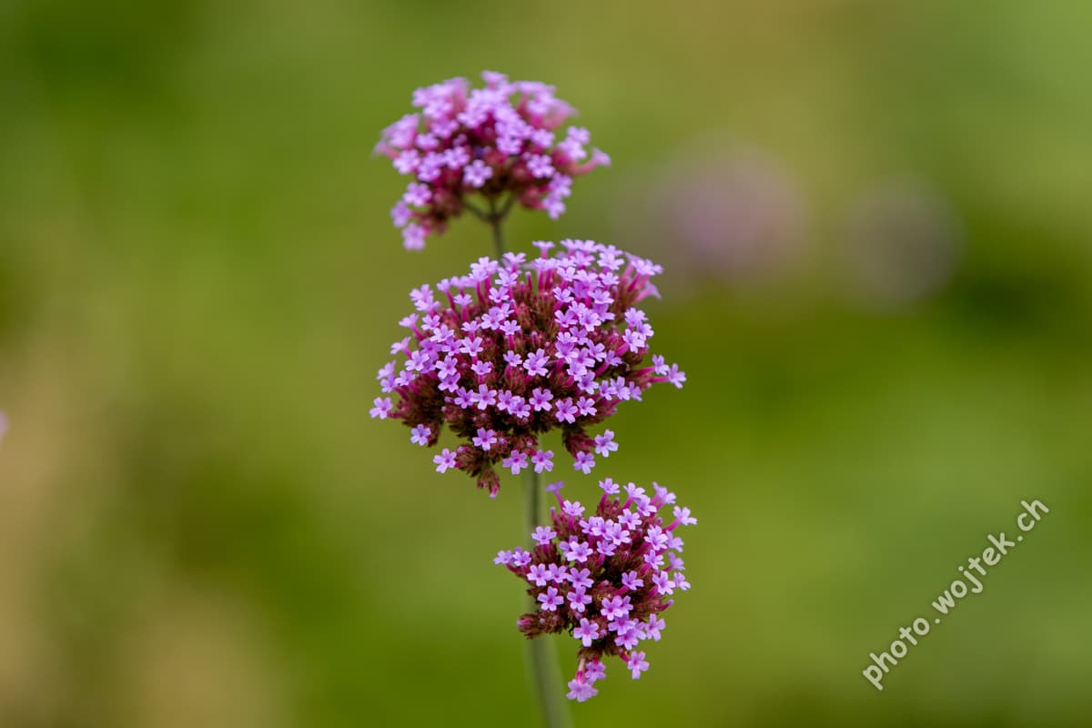 Purple Verbena Flowers Warsaw Poland