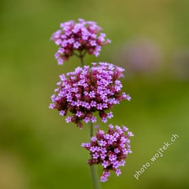 Purple Verbena Flowers Warsaw Poland