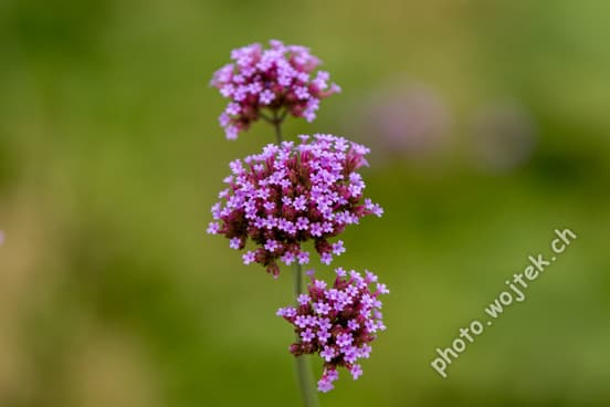 Purple Verbena Flowers Warsaw Poland
