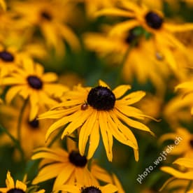 Black-eyed Susan flowers with ladybug Warsaw Poland