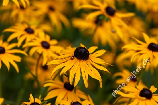 Black-eyed Susan flowers with ladybug Warsaw Poland