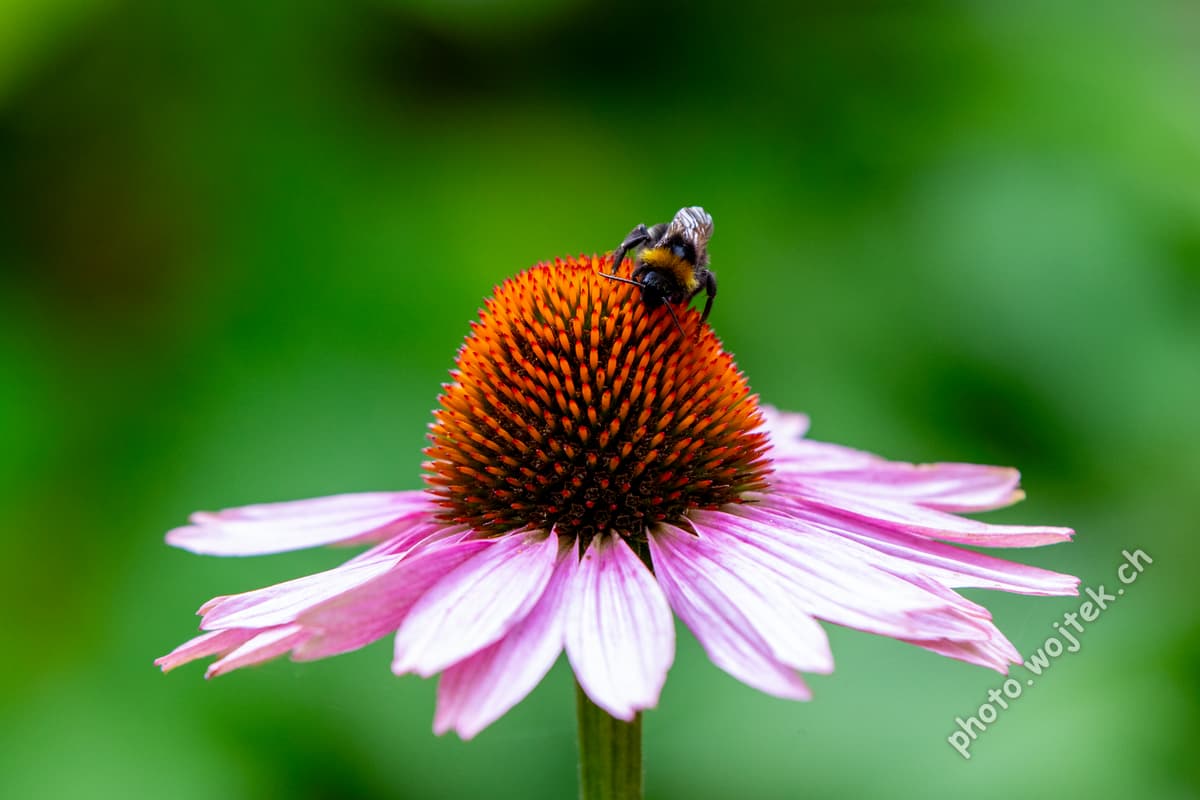 Bumblebee on Purple Coneflower Warsaw Poland