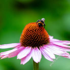 Bumblebee on Purple Coneflower Warsaw Poland