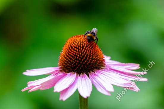 Bumblebee on Purple Coneflower Warsaw Poland
