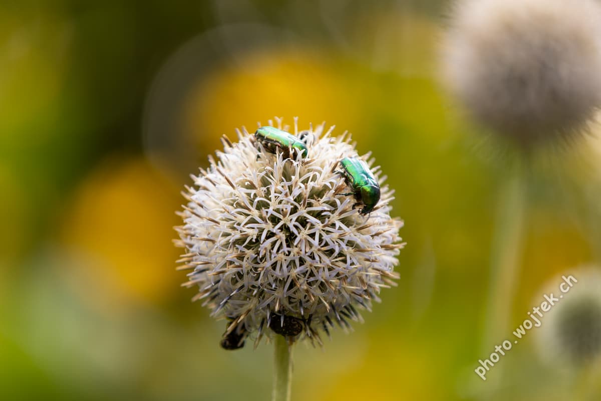 Green beetles on globe thistle flower Warsaw Poland