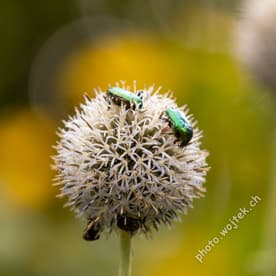 Green beetles on globe thistle flower Warsaw Poland