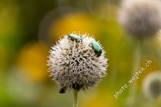 Green beetles on globe thistle flower Warsaw Poland