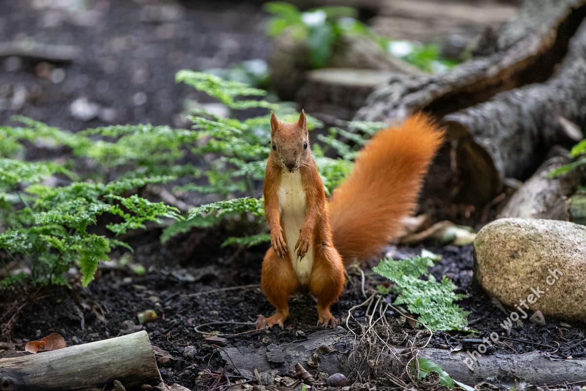 Red Squirrel in Forest Warsaw Poland