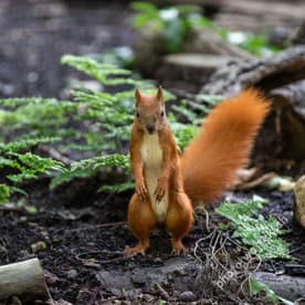 Red Squirrel in Forest Warsaw Poland