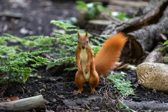 Red Squirrel in Forest Warsaw Poland