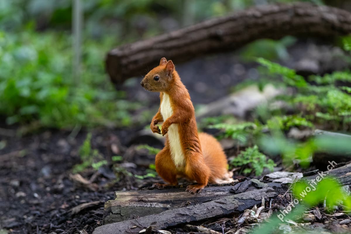 Red Squirrel on Log Warsaw Poland