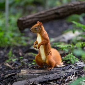 Red Squirrel on Log Warsaw Poland