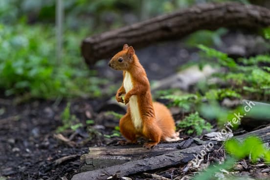 Red Squirrel on Log Warsaw Poland