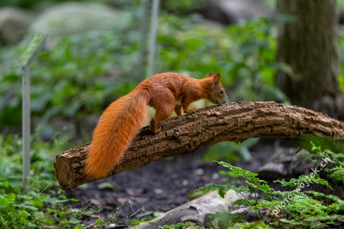 Red squirrel on log Warsaw Poland