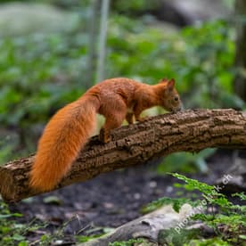 Red squirrel on log Warsaw Poland