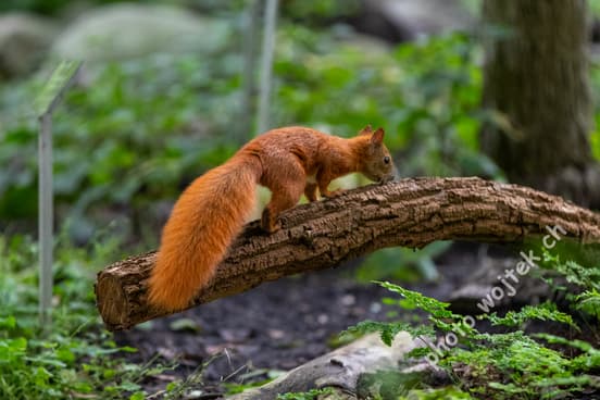 Red squirrel on log Warsaw Poland